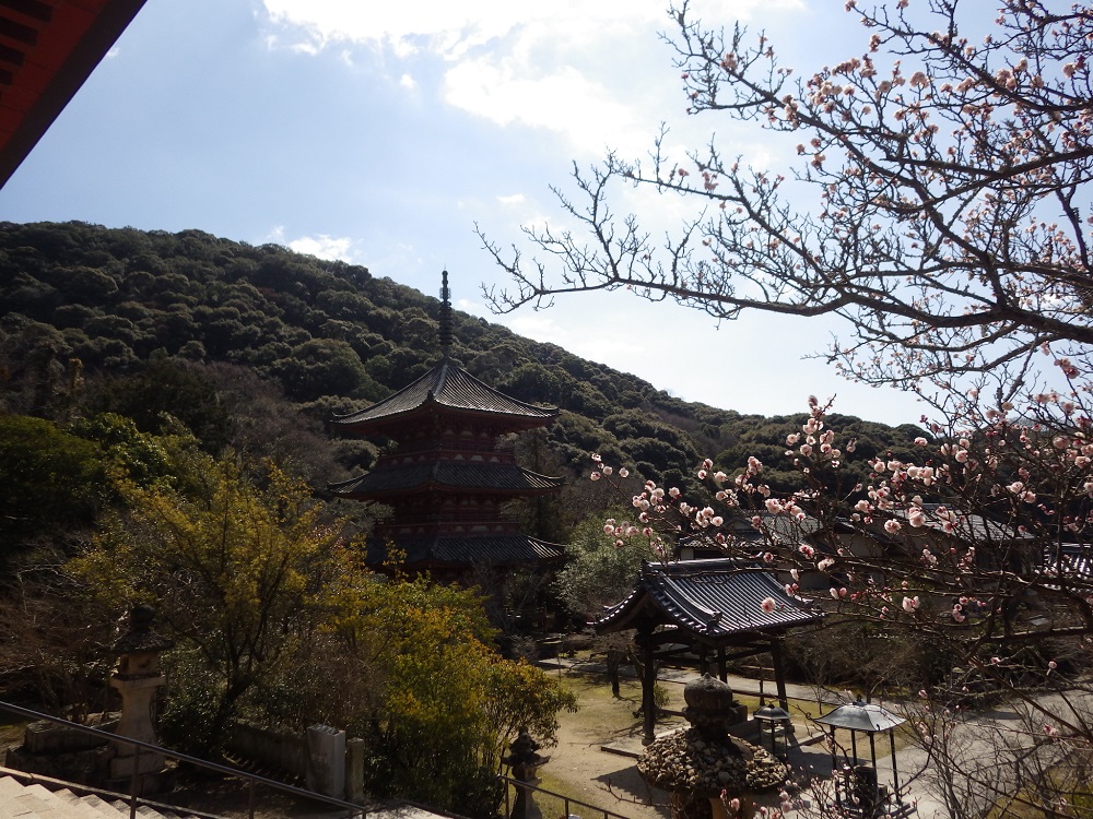 太山寺の原生林